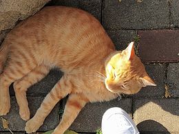 猫和森林