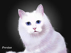 鼠繪波斯貓，怎么樣，也很像真的一樣吧？（個人主頁-ZMjExMzYxMg==） - 新銳潮流插畫 - 站酷設(shè)計師crazymanhm原創(chuàng)素材 - 站酷ZCOOL