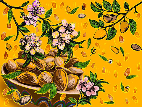 新疆干果插画