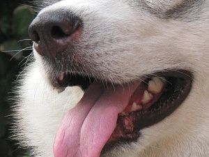 哈利——一只如假包换の狗