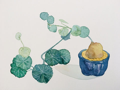 水彩植物“山乌龟”