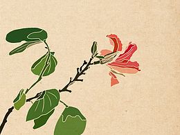 《百花繪 之 紅花羊蹄甲》
