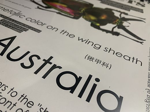 昆虫海报设计🍀