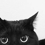画画的橘猫的头像