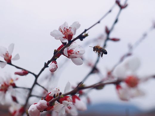 暮冬时烤火,迟夏时写信,早春不过一棵树