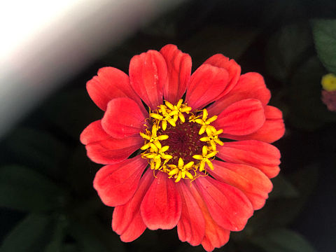 《家里的绿植》