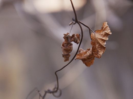 枯叶（个人主页-ZMTI1ODE0NjA=） - 风光摄影 - 站酷设计师梅幽原创素材 - 站酷ZCOOL