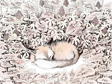 文创插画｜沉睡森林