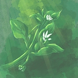 蓁芜的头像