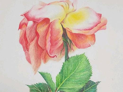 彩铅画