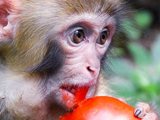 猴子
