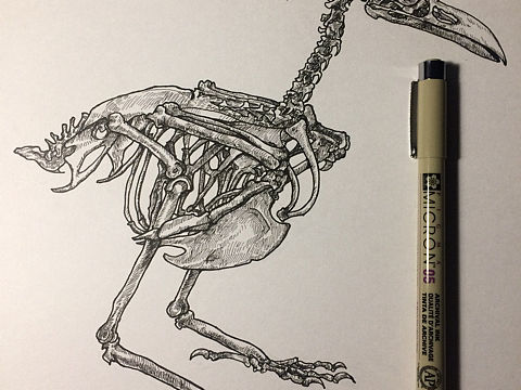 动物骨骼（个人主页-ZMjMyMzg5ODA=） - 创作习作 - 站酷设计师写字的小明原创素材 - 站酷ZCOOL