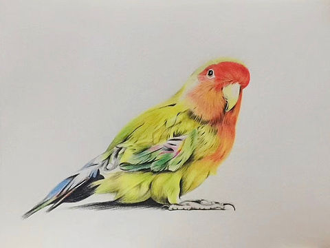 手绘 彩钻 鹦鹉