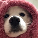 是李易安的头像