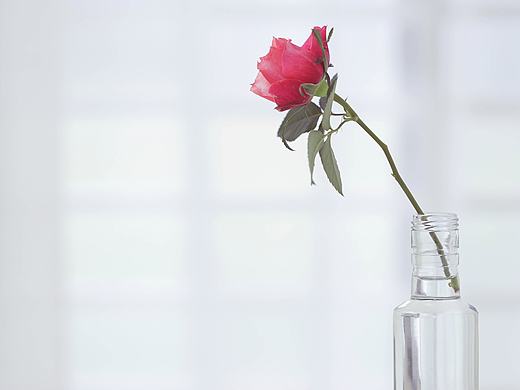 「秋天的月季」