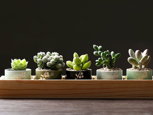 多肉植物 绿植 盆栽 多肉组合