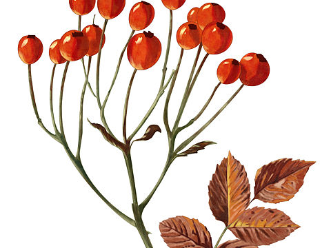 日常植物手绘！