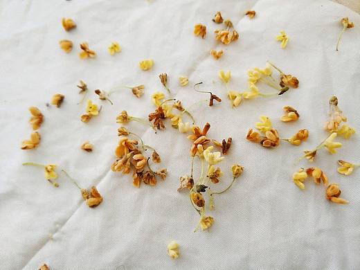 一个蘑菇头赏花的故事