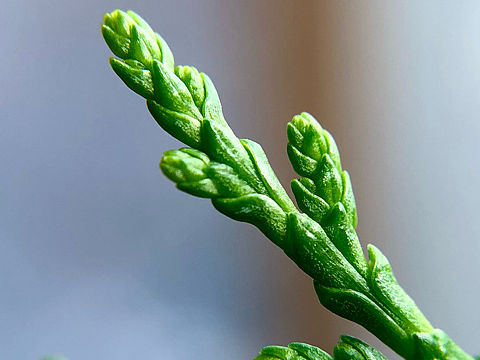 四季花草