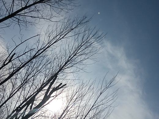 家门口的小树林