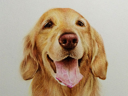 金毛犬