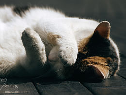 隨拍一些街上見到的可愛小動物