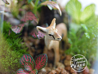 把梦境装进瓶子 绿植手作之羚羊艾玛--《夏末花园成长日记》