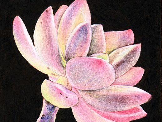 秘密花园之肉肉植物