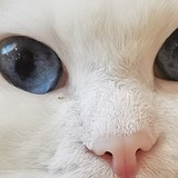 鱼儿的设计铺的头像