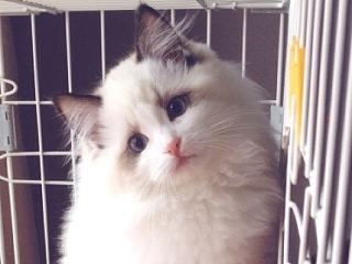 ~喵和波妞~（個(gè)人主頁(yè)-ZNzM4NzcwMA==） - 寵物攝影 - 站酷設(shè)計(jì)師riceriver原創(chuàng)素材 - 站酷ZCOOL