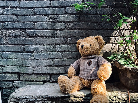 🐻