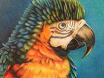 彩铅鹦鹉 手绘插画