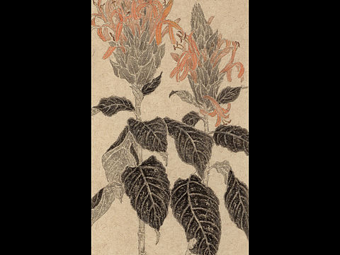 董小姐 版納寫生小記（個(gè)人主頁-ZNDE3MTc5NTY=） - 繪畫 - 站酷設(shè)計(jì)師畫畫de董小姐原創(chuàng)素材 - 站酷ZCOOL