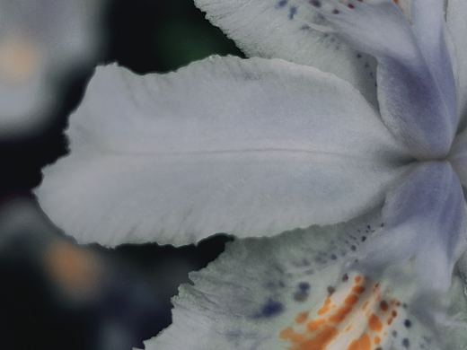 綠色（個(gè)人主頁(yè)-ZNTE4MDA1MjA=） - 其他攝影 - 站酷設(shè)計(jì)師楞伽游原創(chuàng)素材 - 站酷ZCOOL