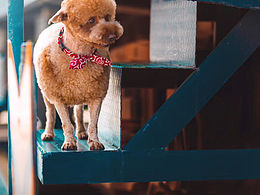 「昆明站」我不是泰迪，是咩咩～ 