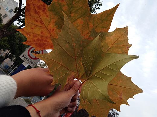 秋衣濃濃（個(gè)人主頁(yè)-ZMzE2ODQxMjg=） - 風(fēng)光攝影 - 站酷設(shè)計(jì)師你又月半了原創(chuàng)素材 - 站酷ZCOOL