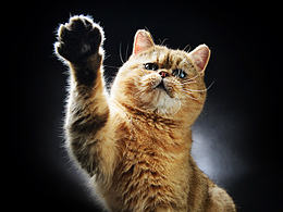 cat