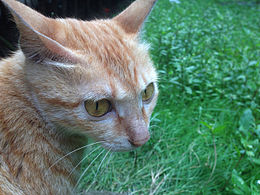 《宿舍楼下的流浪猫》1