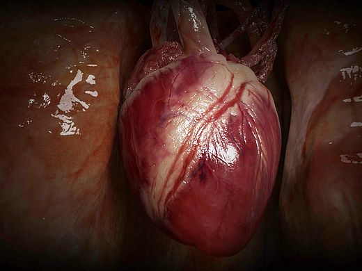 arnold sss（個人主頁-ZMTQ0NTc0MDg=） - 人物/生物 - 站酷設(shè)計師jojomxj原創(chuàng)素材 - 站酷ZCOOL