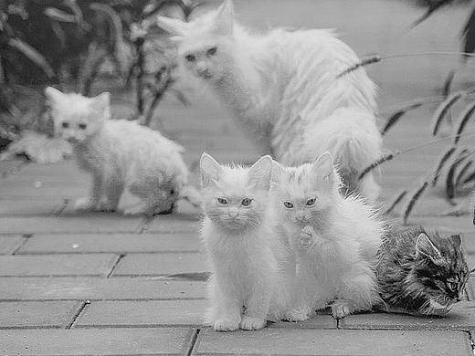 下雨天的精灵们