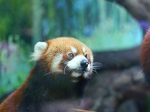 长隆野生动物园