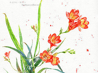 水彩花卉——小苍兰