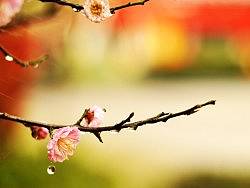 江阴的梅花