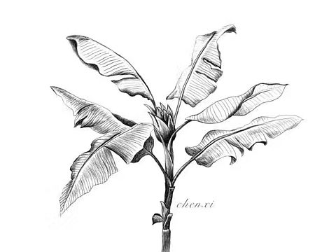 芭蕉树（个人主页-ZMjE0MjI3MzY=） - 艺术插画 - 站酷设计师Qlina原创素材 - 站酷ZCOOL