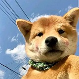 碎碎又平安的头像
