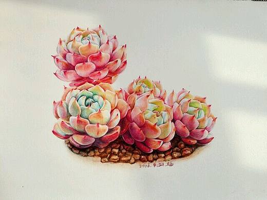 彩铅红爪