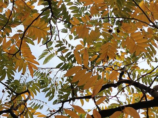 秋天的配色（个人主页-ZNDg3NzQ0OTY=） - 风光摄影 - 站酷设计师Aprilq原创素材 - 站酷ZCOOL