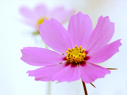格桑花