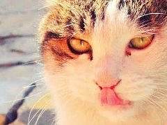 你，只是静默而已（个人主页-ZMTYzNzgwOTY=） - 宠物摄影 - 站酷设计师百分之十的天真原创素材 - 站酷ZCOOL