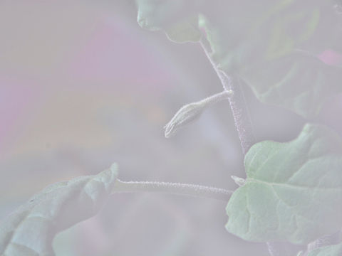 茄子